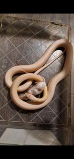 Rattenslangen, Dieren en Toebehoren, Reptielen en Amfibieën, Slang