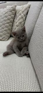 Britsenkorthaar 1lilac kater, Kater