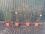 ACTIE!! 4 x Klimroos op rek - Kant en klaar haag, klim roos, Tuin en Terras, Ophalen, Volle zon, Vaste plant, Klimplanten