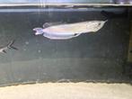 Mooie Silver arowana, Vis, Zoetwatervis