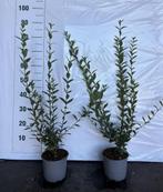 HAAG Ligustrum vulgare Atrovirens Wilde liguster C2 60-80 CM, Ophalen of Verzenden, Liguster, Haag, Minder dan 100 cm