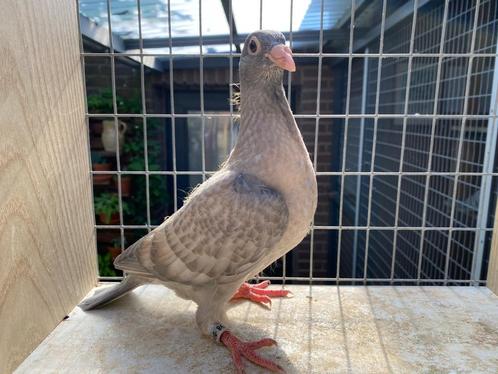 Postduiven, kleurpostduiven, Dieren en Toebehoren, Vogels | Duiven, Postduif, Meerdere dieren