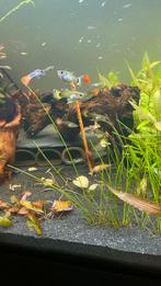 Baby guppies te koop van verschillende ouders, Vis