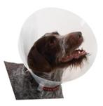 Beschermkraag Kunststof - Bescherm nekkraag, Dieren en Toebehoren, Ophalen of Verzenden, Nieuw