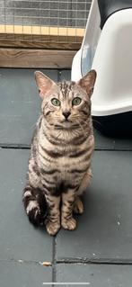 Zilver bengal dekkater te koop!, Kater, Ontwormd