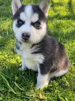 Prachtige Siberische Husky-pups te koop, Dieren en Toebehoren, Honden | Poolhonden, Keeshonden en Oertypen, Particulier, Meerdere