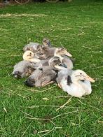 Jonge Indische loopeenden van 14 mei, Dieren en Toebehoren, Overige Dieren, Geslacht onbekend, Na 1 juli 2024