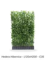 Hedera kant en klaar schermen 120/180 en 120/200 cm, Ophalen of Verzenden, Overige soorten, Haag, 100 tot 250 cm