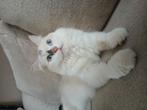 Ragdoll poesje 1 jaar oud., Dieren en Toebehoren, Katten en Kittens | Raskatten | Langhaar, Poes