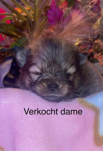 Pomeriaan pups beschikbaar voor biedingen