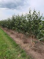 meerstammige witte berken betula utilis jacqeumontii, Overige soorten, Zomer, Ophalen, Volle zon
