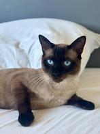 Seal Point Siamees Dekkater - gezond en sociaal, Dieren en Toebehoren, Katten en Kittens | Dekkaters, 0 tot 2 jaar