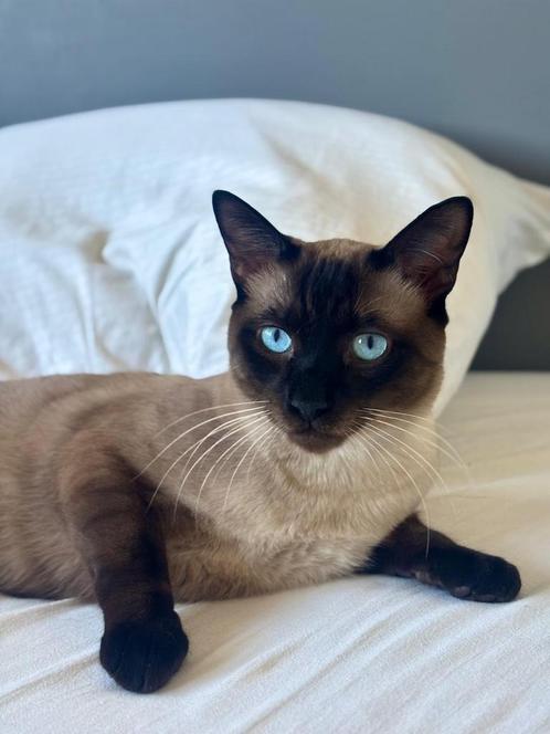 Seal Point Siamees Dekkater - gezond en sociaal, Dieren en Toebehoren, Katten en Kittens | Dekkaters, 0 tot 2 jaar