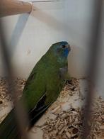 Splendid parkiet pop, Dieren en Toebehoren, Vogels | Parkieten en Papegaaien, Vrouwelijk, Parkiet, Geringd