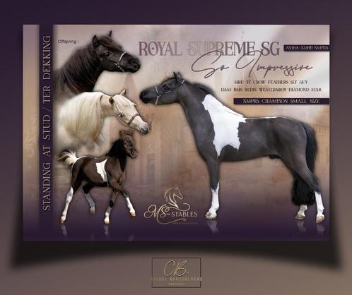 AMHA/ NMPRS dekhengsten ter dekking, Dieren en Toebehoren, Paarden en Pony's | Dekhengsten en Fokmerries, Hengst