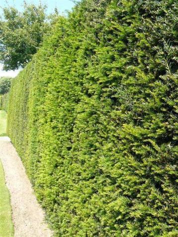 Goedkope taxushaag, alle maten taxushagen taxus beschikbaar voor biedingen