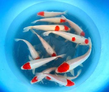 Japankoi enorme keus in jonge japanse koi (eigen import) beschikbaar voor biedingen