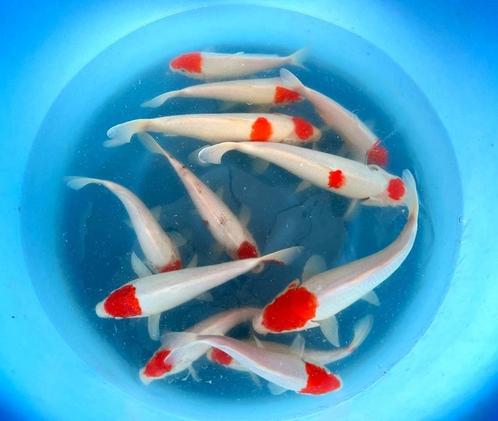 Japankoi enorme keus in jonge japanse koi (eigen import), Dieren en Toebehoren, Vissen | Vijvervissen, Karper of Koi