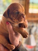 Prachtige Bordeaux dog pups Bordeauxdog GEKEURD, Dieren en Toebehoren, Overige rassen, CDV (hondenziekte), 8 tot 15 weken, Meerdere