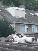 Kittens, Dieren en Toebehoren