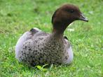 Specialist in watervogels | Ruime keuze | Passend advies, Dieren en Toebehoren, Pluimvee, Meerdere dieren, Gans of Zwaan