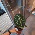 Anthurium Clarinervium (2), Huis en Inrichting, Kamerplanten, Ophalen of Verzenden, Halfschaduw, Minder dan 100 cm