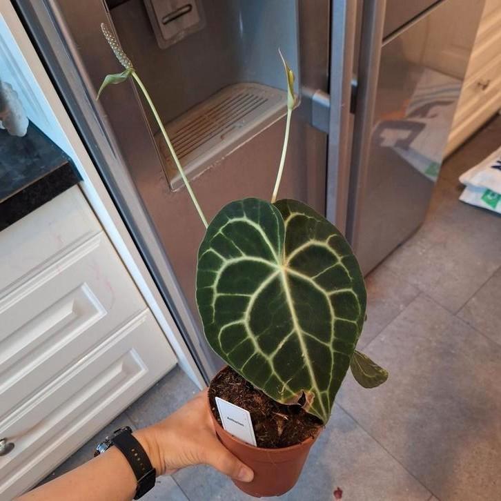 Anthurium Clarinervium (2), Huis en Inrichting, Kamerplanten, Minder dan 100 cm, Halfschaduw, Ophalen of Verzenden