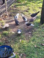 Duiven, Dieren en Toebehoren, Meerdere dieren, Overige soorten