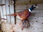 Fazant haan taxidermie, Verzamelen, Ophalen, Zo goed als nieuw, Vogel, Opgezet dier