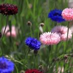 zaden wilde korenbloem mix (eenjarig) inheems, Verzenden, Voorjaar, Volle zon, Zaad