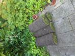 gisteren aangeschafte graszoden. 4 vierkante meter, Tuin en Terras, Gras en Kunstgras, Ophalen of Verzenden, Nieuw, Minder dan 10 m²