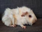 Lief wit Borstel cavia zeugje, Dieren en Toebehoren, Knaagdieren, Vrouwelijk, Cavia, Na 1 juli 2024, Tam