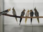 Diverse vogels aangeboden | Morgenvroeg geopend, Meerdere dieren, Parkiet