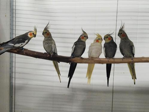 Diverse vogels aangeboden | Morgenvroeg geopend, Dieren en Toebehoren, Vogels | Parkieten en Papegaaien, Parkiet, Meerdere dieren