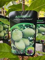 Asimina triloba ' Kentucky Champion ' / pawpaw / eetbaar ‼️, Lente, 400 cm of meer, Ophalen, Volle zon