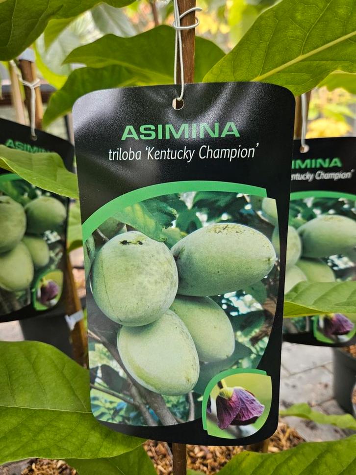 Asimina triloba ' Kentucky Champion ' / pawpaw / eetbaar ‼️, Tuin en Terras, Planten | Bomen, Bolboom, 400 cm of meer, Volle zon
