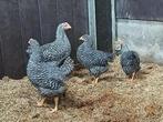 Jonge sierkippen (goede leg-rassen) Barnvelder, amrock ect., Dieren en Toebehoren, Pluimvee, Meerdere dieren, Kip