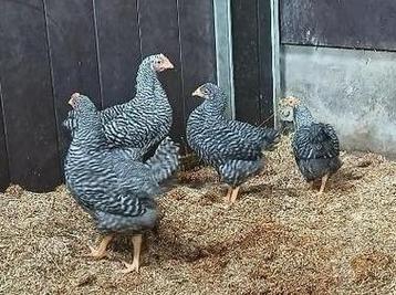 Jonge sierkippen (goede leg-rassen) Barnvelder, amrock ect. beschikbaar voor biedingen