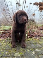 Labrador Pups, Rabiës (hondsdolheid), 8 tot 15 weken, Labrador retriever, Meerdere