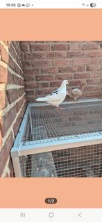 Doffertje, Dieren en Toebehoren, Vogels | Duiven