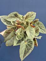 Begonia Burkillii Silver Edge Form p14