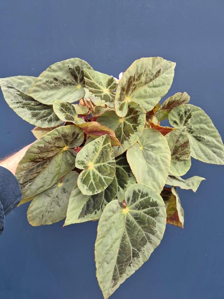 Begonia Burkillii Silver Edge Form p14, Huis en Inrichting, Kamerplanten, Minder dan 100 cm, Halfschaduw, Ophalen of Verzenden