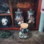 3x naturalis, taxidermie, insecten, botten in stolp, Huis en Inrichting, Ophalen, Zo goed als nieuw