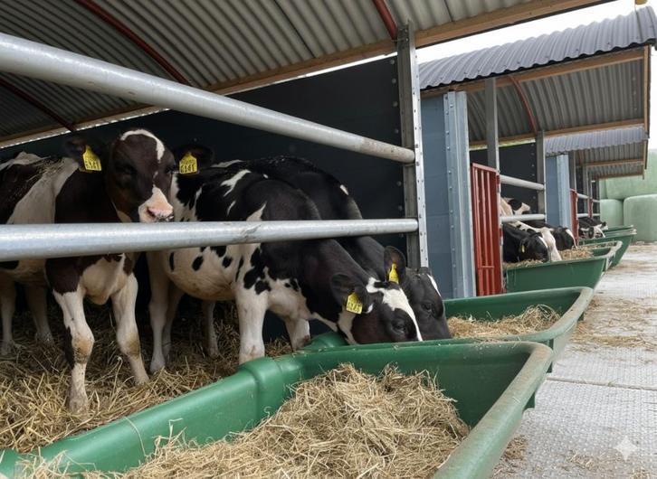 Kalveriglo / Boogstal – Sterke Constructie, Dieren en Toebehoren, Overige Dieren-accessoires, Nieuw, Verzenden