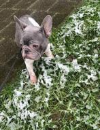 Spoed lily zoekt een nieuw huisje - franse bulldog, Dieren en Toebehoren, Teef, Bulldog, Eén hond, 3 tot 5 jaar