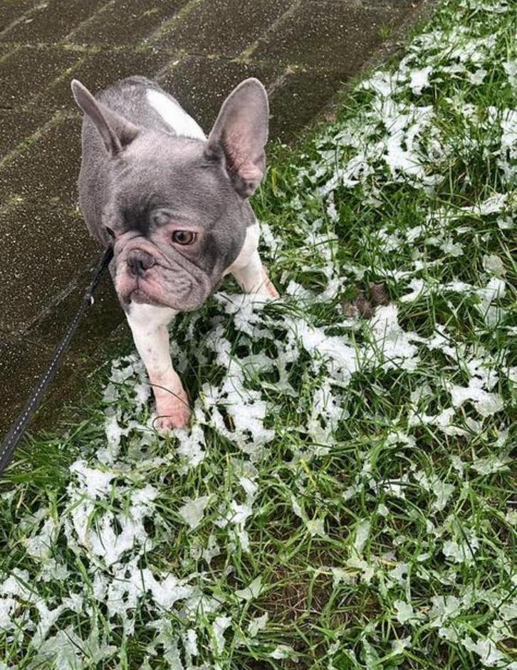 Spoed lily zoekt een nieuw huisje - franse bulldog, Dieren en Toebehoren, Honden | Bulldogs, Pinschers en Molossers, Teef, Bulldog