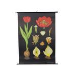 Grote Vintage Schoolkaart Tulp Bloemen Jung Koch Quentell, Ophalen of Verzenden, Natuur en Biologie