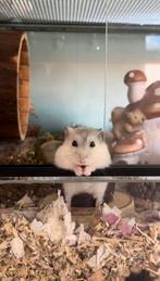 Hamster Terrarium gezocht voor opvang!, Dieren en Toebehoren, Ophalen of Verzenden, Hamster