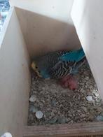 Jonge parkietjes, Dieren en Toebehoren, Vogels | Parkieten en Papegaaien, Meerdere dieren, Parkiet