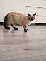 korthaar, Dieren en Toebehoren, Katten en Kittens | Raskatten | Korthaar, Poes